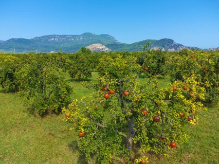 Téléchargez les photos : Vue de drone des arbres avec des fruits mûrs de grenade sur le fond de montagnes par une journée ensoleillée. Rangées de grenadiers aux fruits mûrs sur les branches du jardin - en image libre de droit