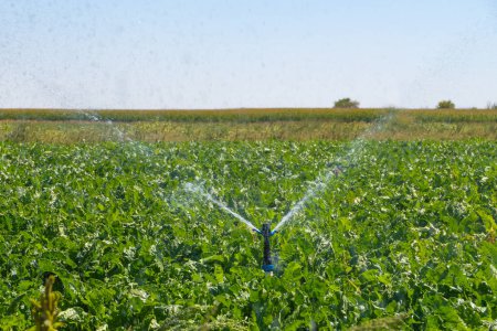 Téléchargez les photos : Gros plan du système d'irrigation dans un champ par une journée ensoleillée - en image libre de droit
