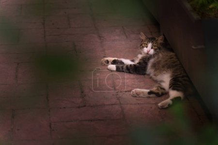 Téléchargez les photos : Gros plan d'un beau chat gris et blanc à rayures moelleuses couché sur le trottoir près des buissons et regardant la caméra. - en image libre de droit