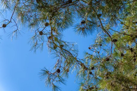 Téléchargez les photos : Gros plan des branches de pin avec des cônes contre un ciel bleu clair par une journée ensoleillée. Concept de nature - en image libre de droit