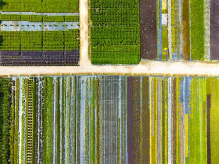 Téléchargez les photos : Photographie aérienne d'un drone de champs avec une variété de couleurs de plantes. Fermes florales. Entreprise privée de fleurs. Culture de plantes ornementales. Pose plate - en image libre de droit