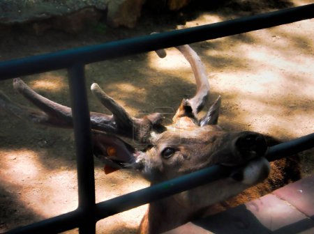 Deer Biting Metal Bar in a Zoo