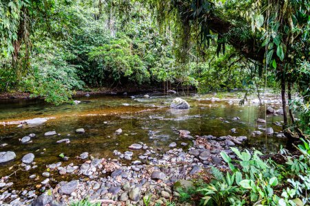 Foto de Río choco andino, mucha selva verde, agua pura y rocas redondas - Imagen libre de derechos