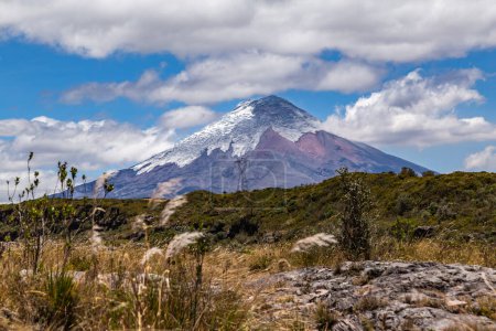 Foto de Volcán Cotopaxi en el centro de la foto con cielo azul y vegetación de páramo en primer plano - Imagen libre de derechos