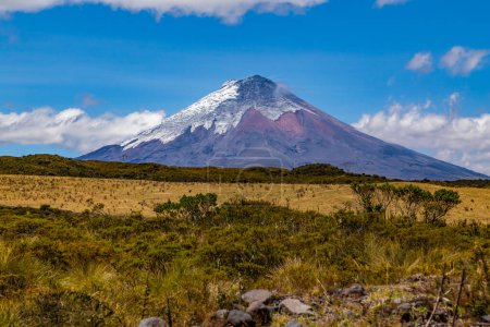 Foto de Volcán Cotopaxi en el centro de la foto con cielo azul y vegetación de páramo en primer plano - Imagen libre de derechos