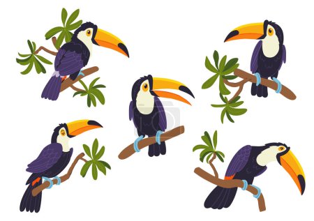 Ilustración de Set con tucanes en ramas. Carácter de las aves en estilo vectorial. Animales tropicales. - Imagen libre de derechos