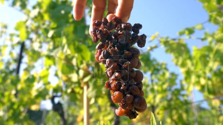 Trauben für die Produktion von Wein ruiniert und getrocknet durch zu viel Sonne - Sonne und Trockenheit ruinieren den Anbau von Trauben - getrocknete Trauben, Dürre, Klimawandel und globale Erwärmung