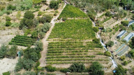 Photo for Italy, Liguria, Cinque Terre , drone aerial view of Framura a sea village - typical vineyard for the production of wine overlooking the sea - terraces for the cultivation of vines in the mountains - Royalty Free Image