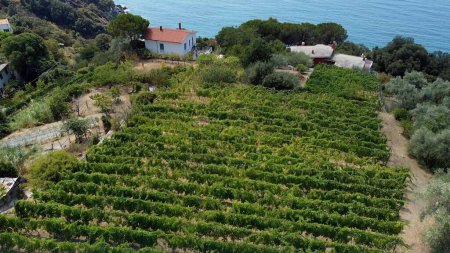 Téléchargez les photos : Italie, Ligurie, Cinque Terre, drone vue aérienne de Framura un village maritime - vignoble typique pour la production de vin surplombant la mer - terrasses pour la culture de la vigne dans les montagnes - en image libre de droit