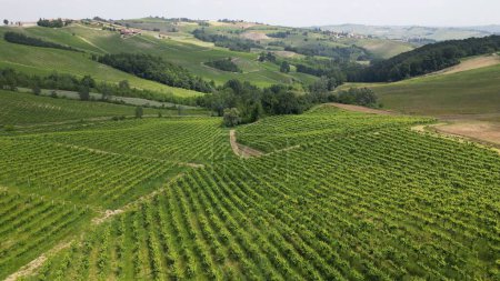 Foto de Italia, Oltrepo 'Pavese, colinas con viñedos para la producción de vino, hileras de vides - vista del paisaje de los Apeninos toscanos desde el dron, turismo de atracción cerca de Montalto Pavese Broni - Imagen libre de derechos