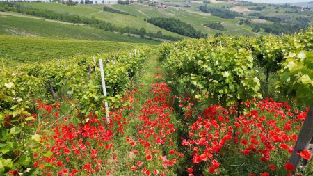 Foto de Italia, Oltrepo 'Pavese, colinas con viñedos para la producción de vino y flores rojas amapolas entre las filas de vides - Apeninos toscanos paisaje desde el dron, atracción turística turismo - Imagen libre de derechos