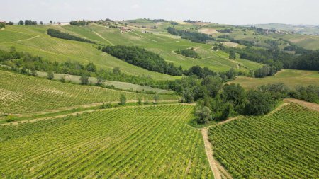 Photo for Italy , Oltrepo' Pavese , hills with vineyards for the production of wine, rows of vines - Tuscan Apennines landscape view from the drone, tourist attraction sightseeing near Montalto Pavese Broni - Royalty Free Image