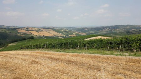 Téléchargez les photos : Italie, collines avec vignobles pour la production de vin, rangées de vignes vue paysage Apennins toscans - en image libre de droit
