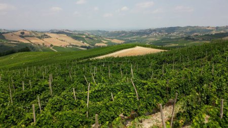 Foto de Italia, colinas con viñedos para la producción de vino, hileras de vides - Toscana Apeninos vista del paisaje - Imagen libre de derechos