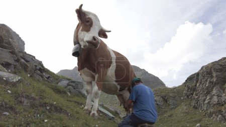 Téléchargez les photos : Traire la vache pour récolter du lait pour la production de fromage - les vaches dans les alpages d'été sont trayées par l'agriculteur dans les montagnes - Italie, Europe, Alpes dans le Valmalenco Sondrio Alpe Gera - en image libre de droit