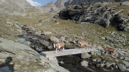 Foto de Cabras pastando en pastos de montaña de verano en las altas montañas pastando hierba para la producción de leche para hacer queso en Alpe Gera Val Malenco Sondrio, Italia, Europa - Imagen libre de derechos