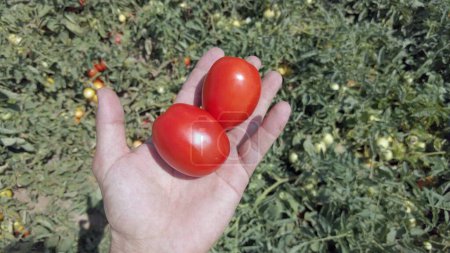 Téléchargez les photos : Cueillette de tomates dans les champs - travail saisonnier et immigration en Italie - tomates rouges pour la fabrication de sauce produite dans la vallée du Pô en période de sécheresse - changement climatique et réchauffement climatique - en image libre de droit