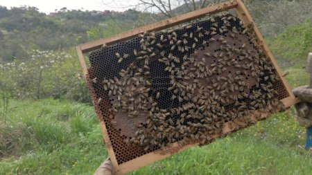 Téléchargez les photos : Apiculteur dans des gants de protection tenant nid d'abeille avec des abeilles à l'extérieur - en image libre de droit