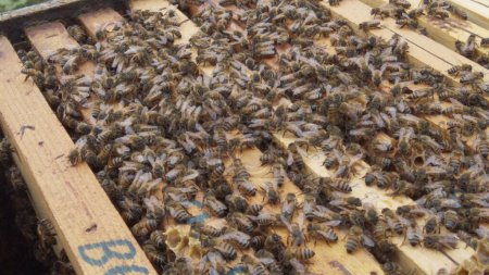Foto de Muchas abejas están trabajando en la colmena de abejas, vista de cerca - Imagen libre de derechos