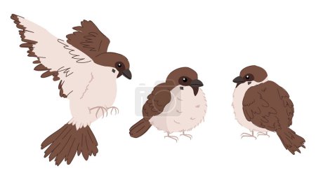 Illustration for A set of cartoon style house sparrows. Small brown birds in different poses. Isolated on white. - Royalty Free Image