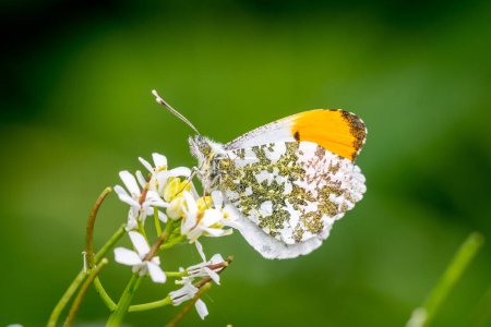 Téléchargez les photos : A male Orange Tip butterfly, Anthocharis cardamines, seen side on with its wings closed displaying the green mottling of the underwing as well as the orange tip of the name - en image libre de droit