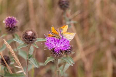 Téléchargez les photos : Un groupe de papillons de l'hespérie de l'Essex, Thymelicus lineola, se nourrissant de la fleur pourpre rosâtre de l'asclépiade, Centaurea nigra, sur les calcaires du Wiltshire - en image libre de droit