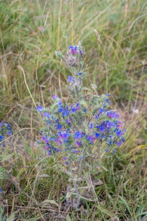 Téléchargez les photos : Les fleurs bleues et roses de Vipers Bugloss, Echium vulgare poussant parmi l'herbe broussailleuse près d'un passage sur le terrain crayeux de la plaine de Salisbury dans le Wiltshire - en image libre de droit