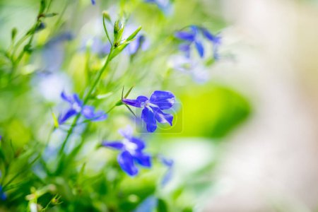 Photo for The bright blue flowers of trailing lobelia, Lobelia erinus, contrasting with the vivid green of the out of focus leaves - Royalty Free Image