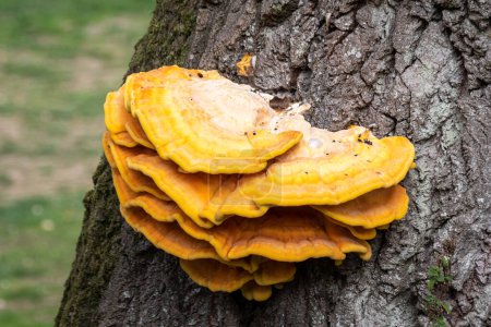 Layered tiers of the fruiting body known as Chicken of the woods, scientific name Laetiporus sulphureus, a bright yellow edible bracket fungi said to have the taste and texture of chicken when cooked