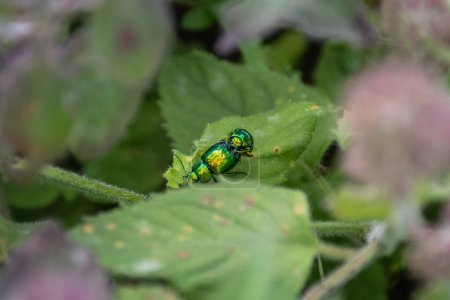 Foto de Un par de escarabajos de hoja de menta, Chrysolina herbacea, en el proceso de apareamiento en las hojas de menta de agua, Mentha aquatica - Imagen libre de derechos