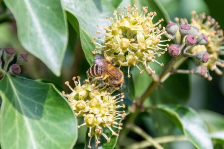 Foto de Una abeja hiedra, Colletes hederae, una especie de abeja solitaria, alimentándose de la flor de una planta de hiedra, Hedera helix - Imagen libre de derechos