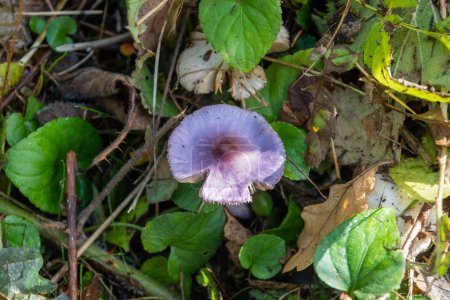 Foto de A Lilac fibrecap toadstool, Inocybe geophylla var. lilacina, mostrando su brillante coloración púrpura en el suelo del bosque - Imagen libre de derechos