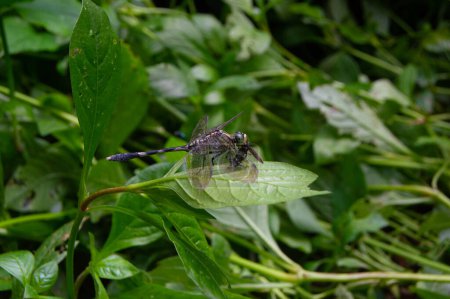 Photo for Close up of a dragonfly perched on a leaf during the day - Royalty Free Image