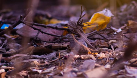 Foto de Perkutut bird o Geopelia striata está buscando comida en un parque con mucha basura - Imagen libre de derechos