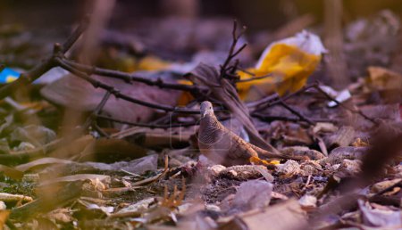 Foto de Perkutut bird o Geopelia striata está buscando comida en un parque con mucha basura - Imagen libre de derechos