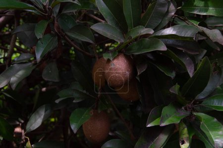 Photo for Sapodilla Beauty - Chiko Fruit Plant. Sapodilla fruit on a tree, sapodilla fruit tree in the yard taken close up - Royalty Free Image