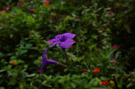 Téléchargez les photos : Gros plan d'une fleur de Kencana pourpre en fleurs - en image libre de droit