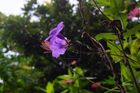 Téléchargez les photos : Gros plan d'une fleur de Kencana pourpre en fleurs - en image libre de droit