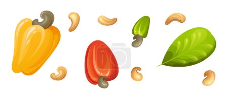 Ilustración de Nuez de anacardo roja. Fruto amarillo exótico inmaduro y maduro con hojas verdes. Dibujos animados vector ilustración. - Imagen libre de derechos