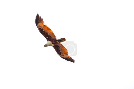 Photo for Eagle bird flying in the white clear sky - Royalty Free Image