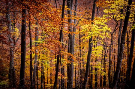 Téléchargez les photos : Automne à Buila Vanturarita National Park, Carpates, Roumanie. Couleurs d'automne vives dans la forêt. Feuilles d'automne colorées. Vert, jaune, orange, rouge. - en image libre de droit