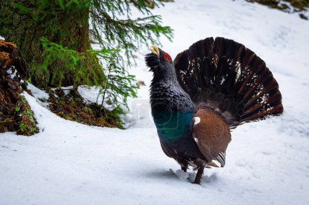 Western capercaillie (Tetrao urogallus). Mountain Rooster in a wild forest during their mating season in Carpathian Mountains, Romania.