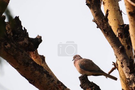 Téléchargez les photos : Focus sélectif sur un oiseau de colombe barbare - en image libre de droit