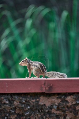 Photo for Squirrel is sitting on a wall, selective focus - Royalty Free Image
