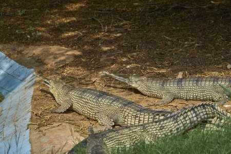 Photo for Three gharials are relaxing near a pond - Royalty Free Image