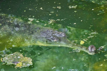 Photo for A gharial is swimming in green water - Royalty Free Image
