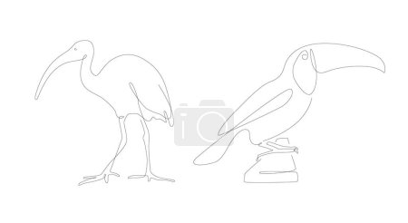 Ilustración de Isan y Pelican una línea de arte. Aves inusuales arte lineal único. Ilustración vectorial. Esquema de las aves - Imagen libre de derechos