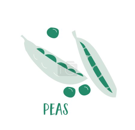 Illustration for Hand drawn peas pods on white background. Plant Protein for vegan and vegetarian diet and healthy lifestyle. Flat vector illustration - Royalty Free Image