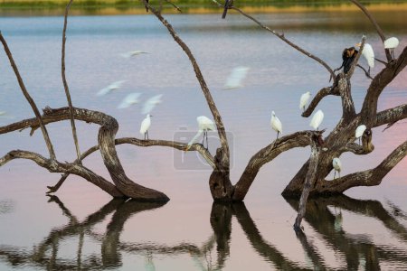 Foto de Egrets on branch in lake, Pilanesburg National Park, nr Johannesburgo, Sudáfrica - Imagen libre de derechos