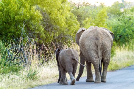 Foto de Elefante madre y ternera caminando por el camino, Parque Nacional Pilanesburg nr Johannesburgo Sudáfrica - Imagen libre de derechos